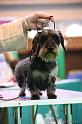 Crufts2011_2 1371